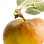 Alimentación ecológica. Organic49. San Sebastián.